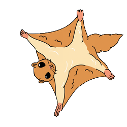 Flying Squirrel